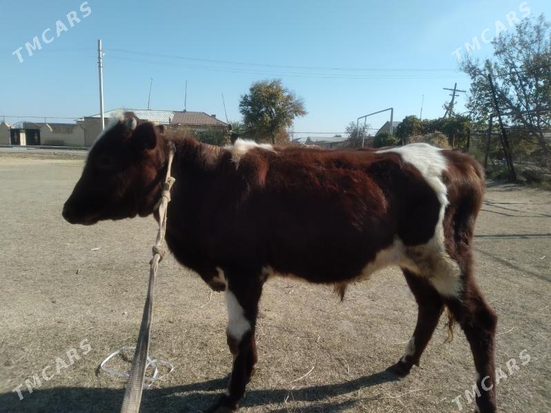 baklyk öküz - Türkmenabat - img 2