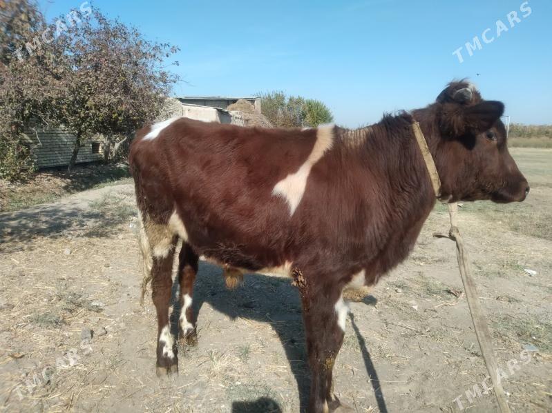 baklyk öküz - Türkmenabat - img 4