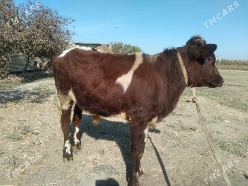 baklyk öküz - Türkmenabat - img 3