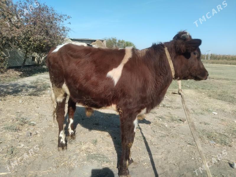 baklyk öküz - Türkmenabat - img 1