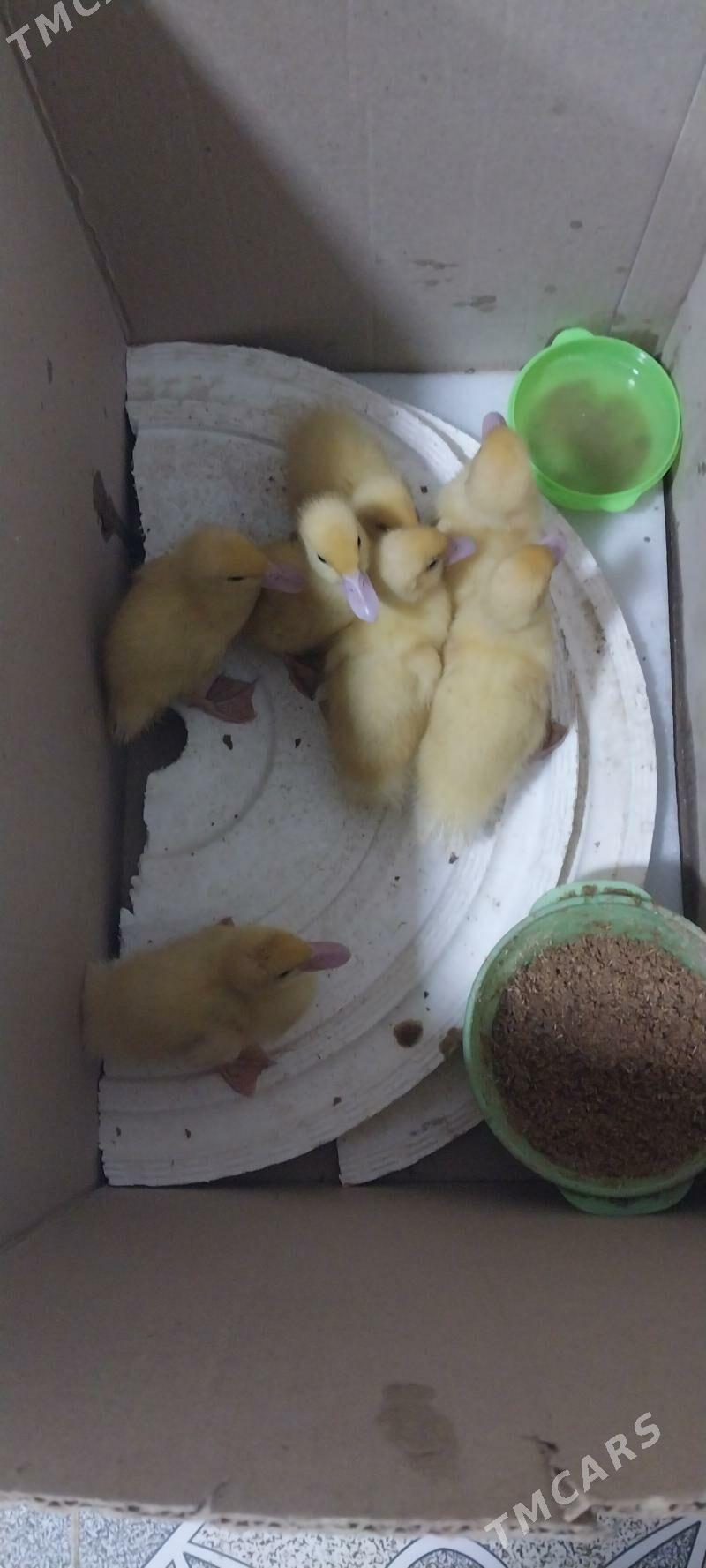 Ordek indawutga - Mary - img 2