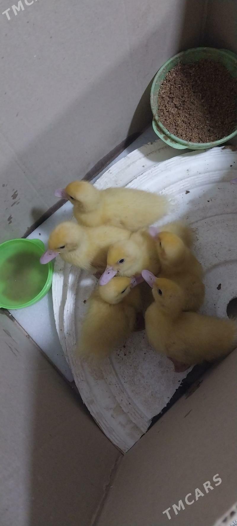 Ordek indawutga - Mary - img 1