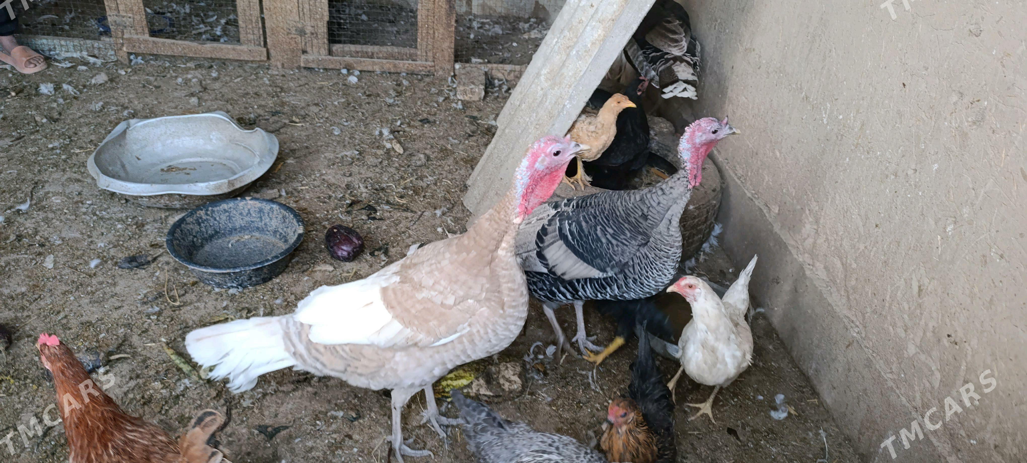 induk - Wekilbazar - img 1