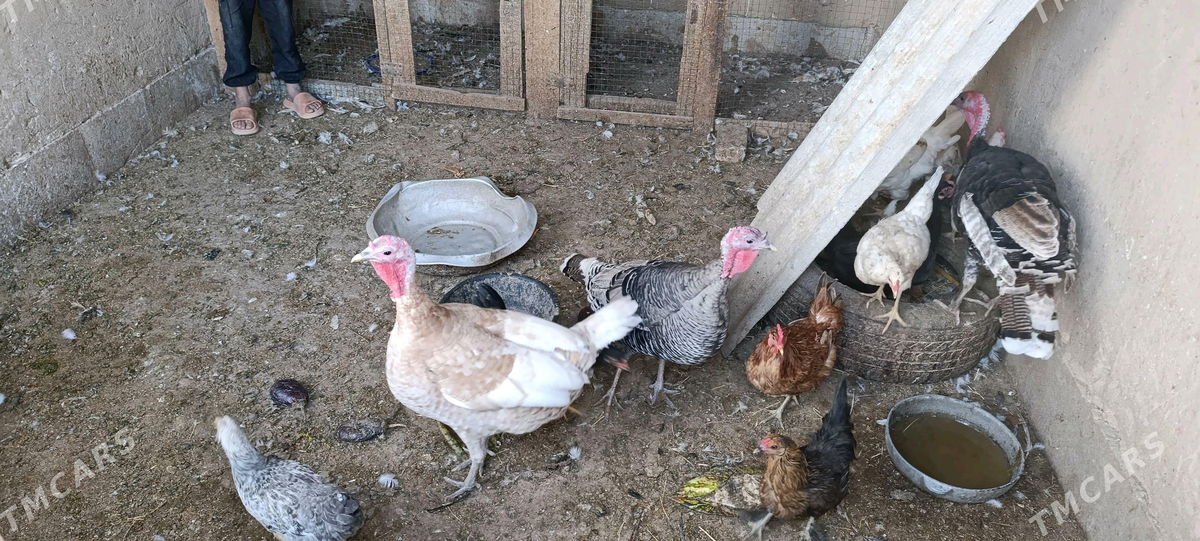 induk - Wekilbazar - img 2