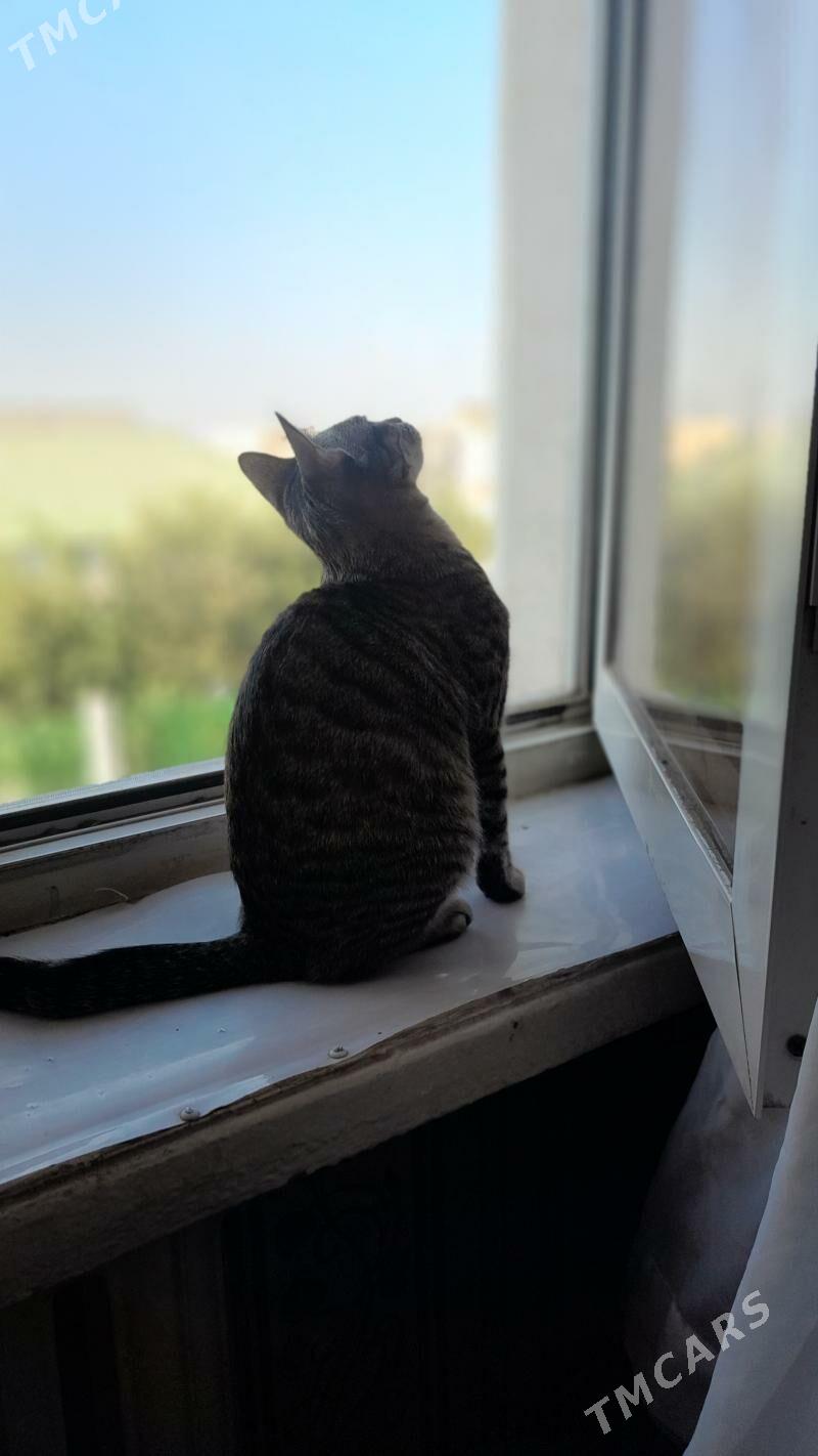 pişik - 11 мкр - img 8