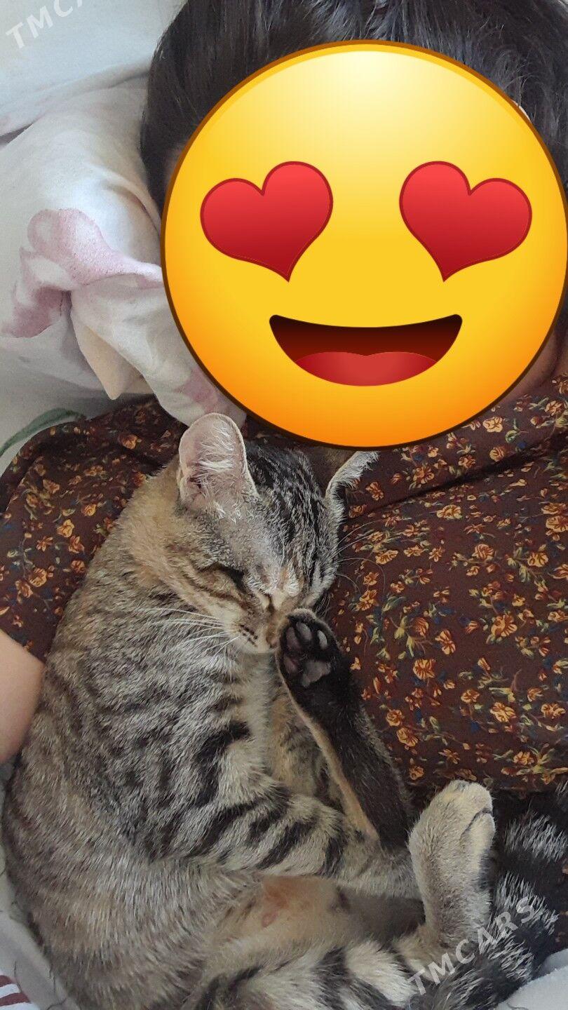 pişik - 11 мкр - img 4