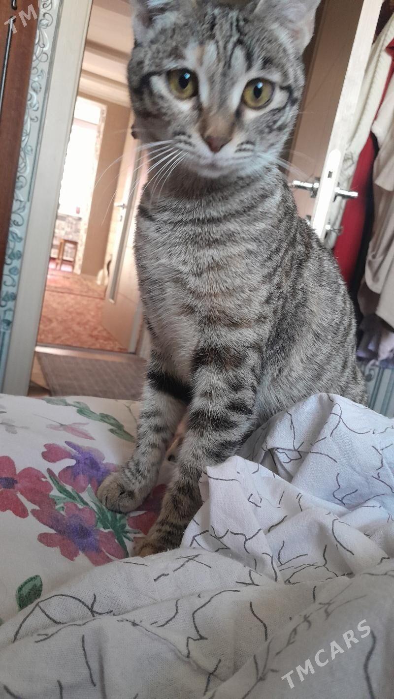 pişik - 11 мкр - img 10