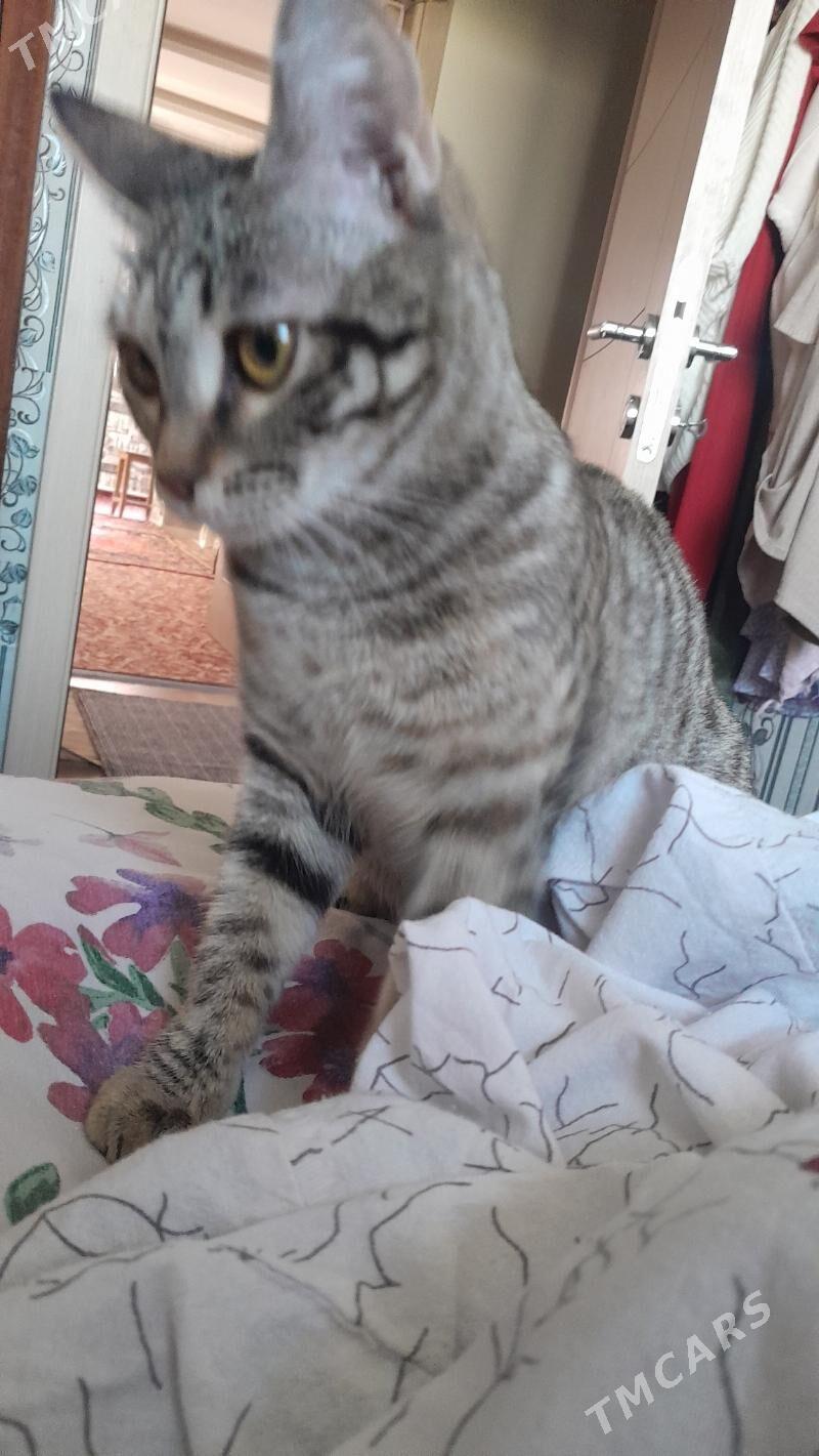 pişik - 11 мкр - img 9