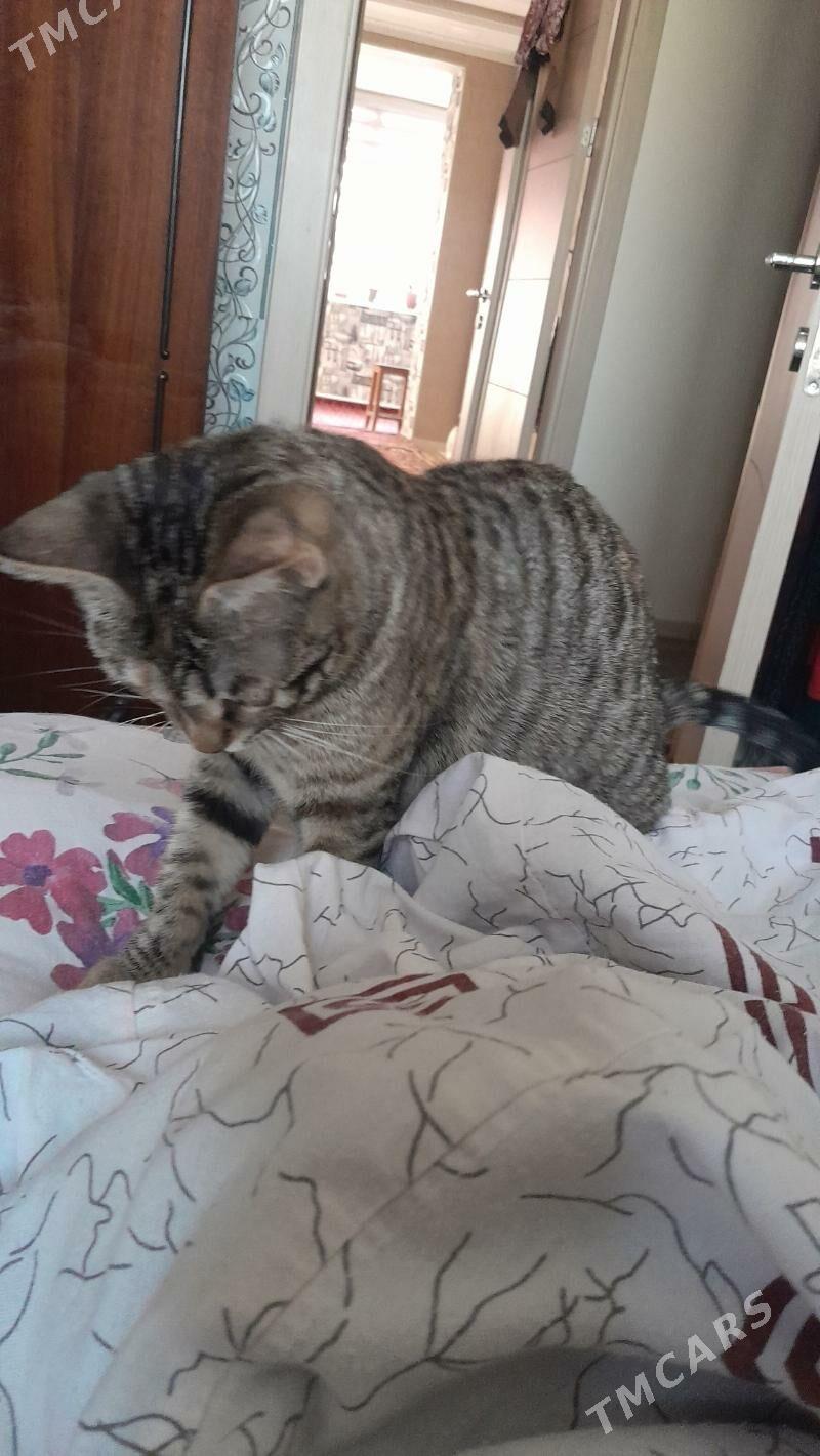 pişik - 11 мкр - img 2