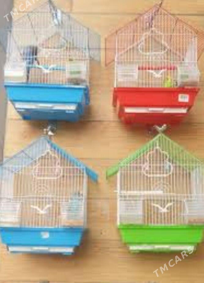 popugay gua setka - Aşgabat - img 1