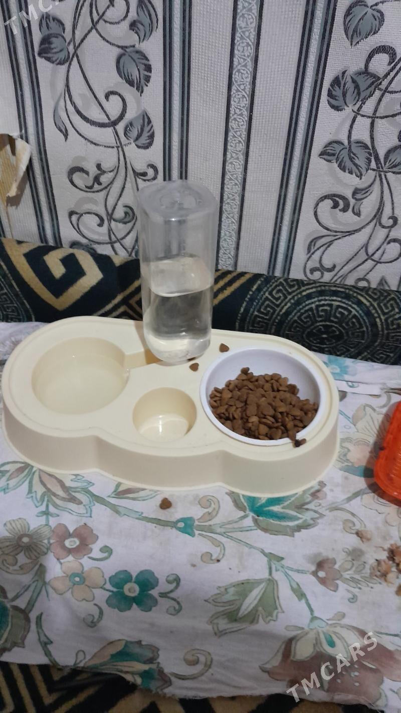 pişik - 11 мкр - img 6