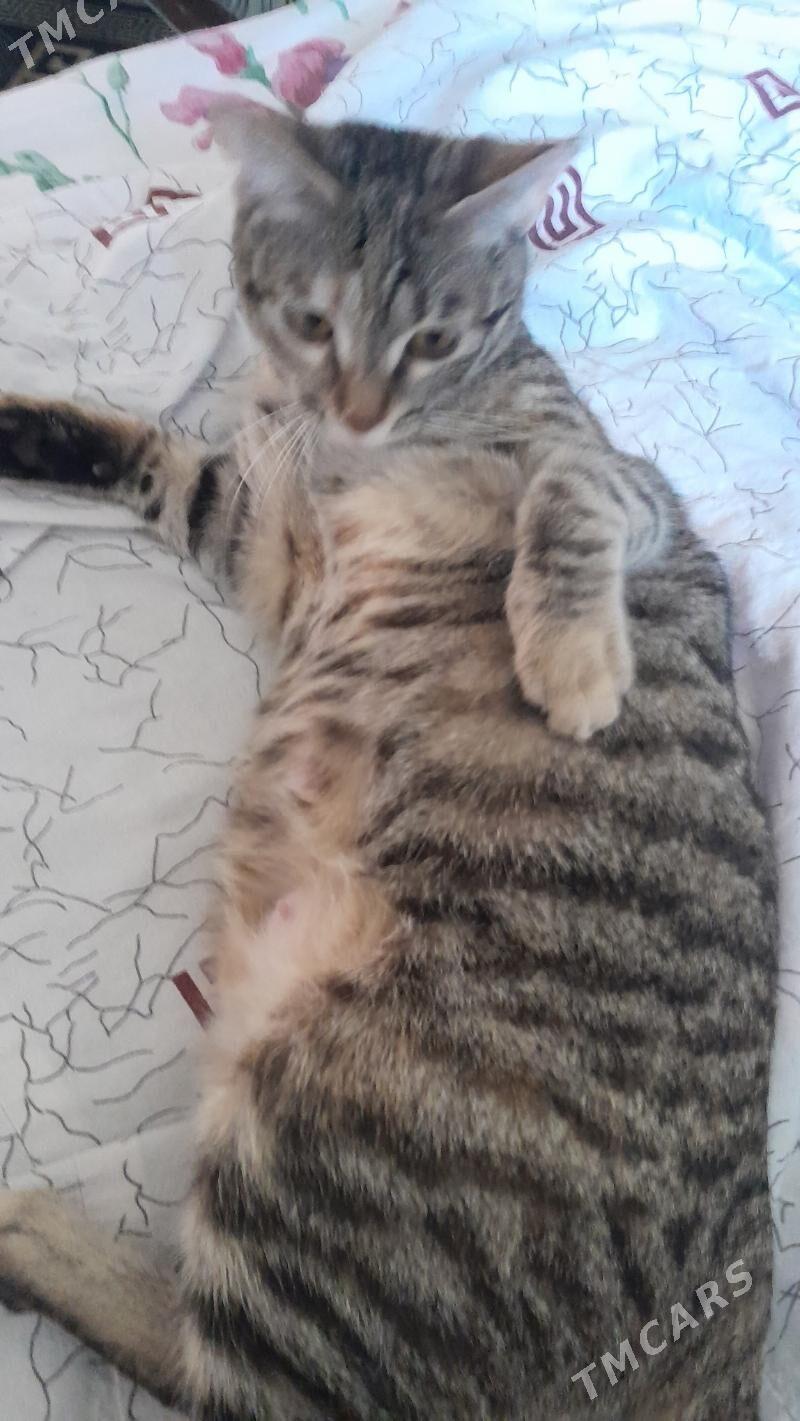 pişik - 11 мкр - img 3