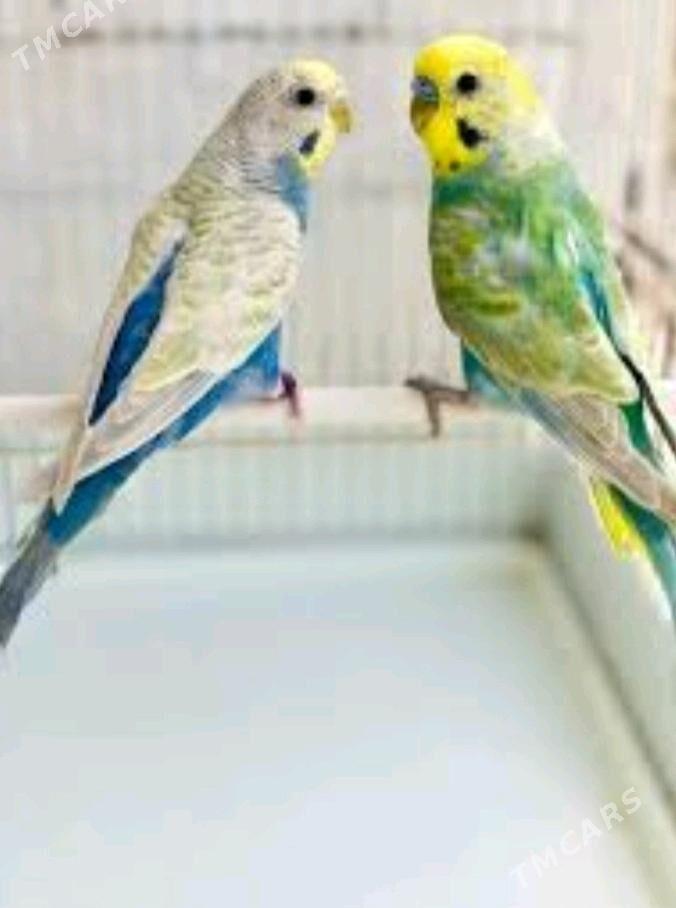 popugay gua setka - Aşgabat - img 6