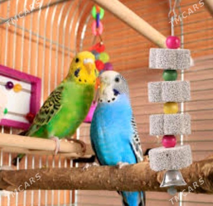 popugay gua setka - Aşgabat - img 5