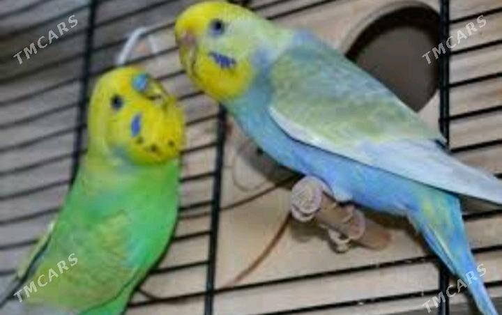 popugay gua setka - Aşgabat - img 3