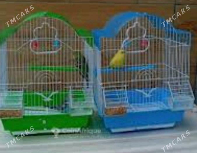 popugay gua setka - Aşgabat - img 2