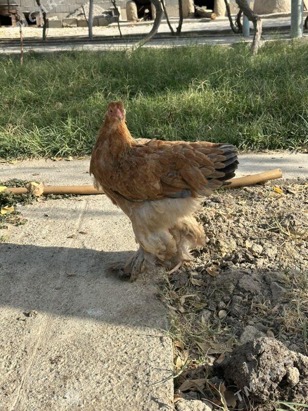 brama - Ашхабад - img 3