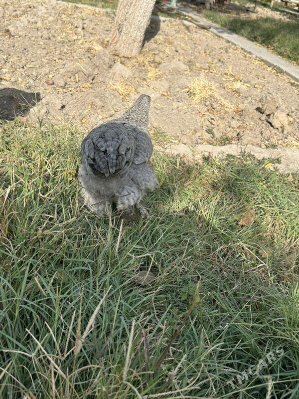 brama - Ашхабад - img 7