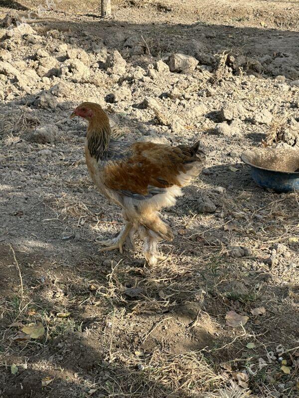 brama - Ашхабад - img 6