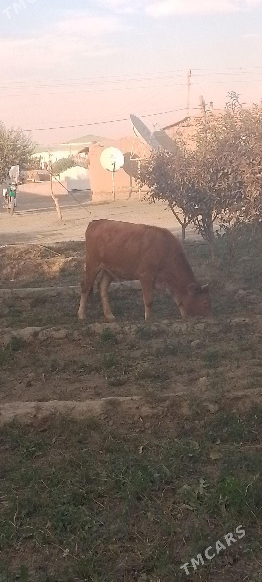 TÜWE - Bäherden - img 2