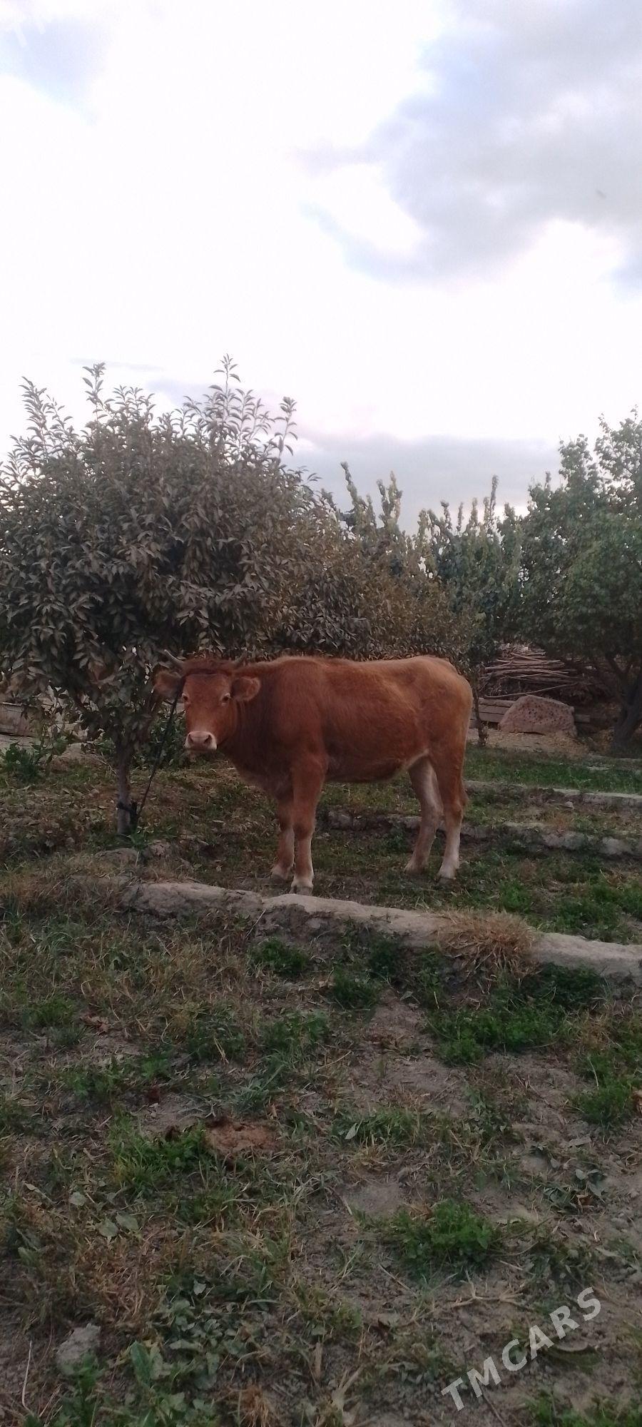 TÜWE - Bäherden - img 3