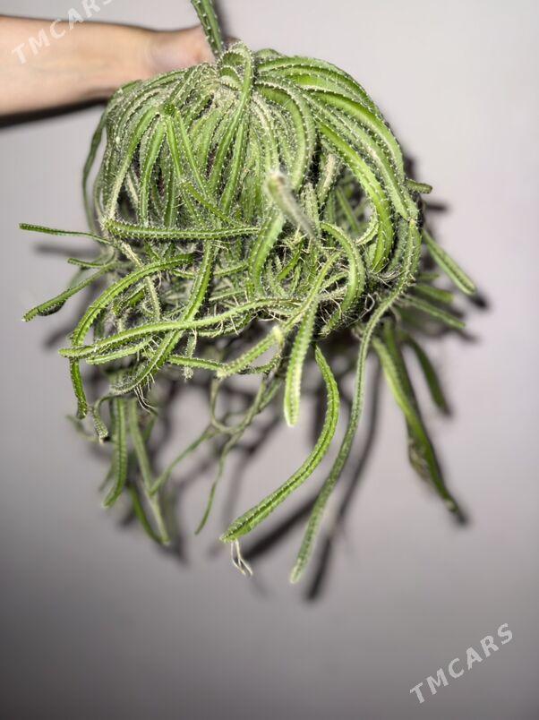 kaktus - Änew - img 1