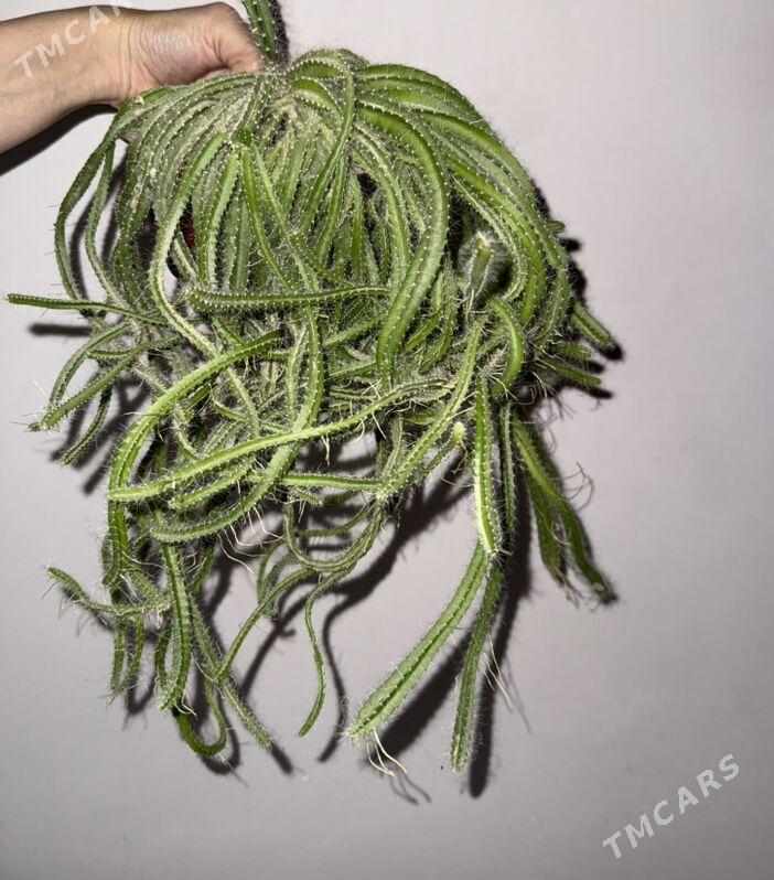 kaktus - Änew - img 2