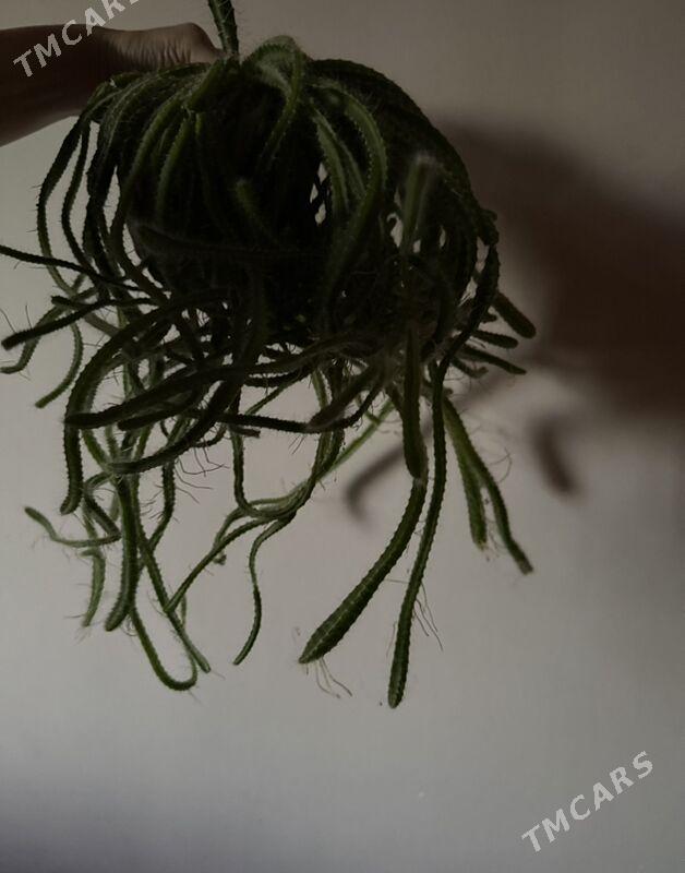 kaktus - Änew - img 5