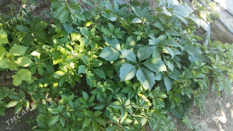 Dewicni winegrat - Кипджак - img 5