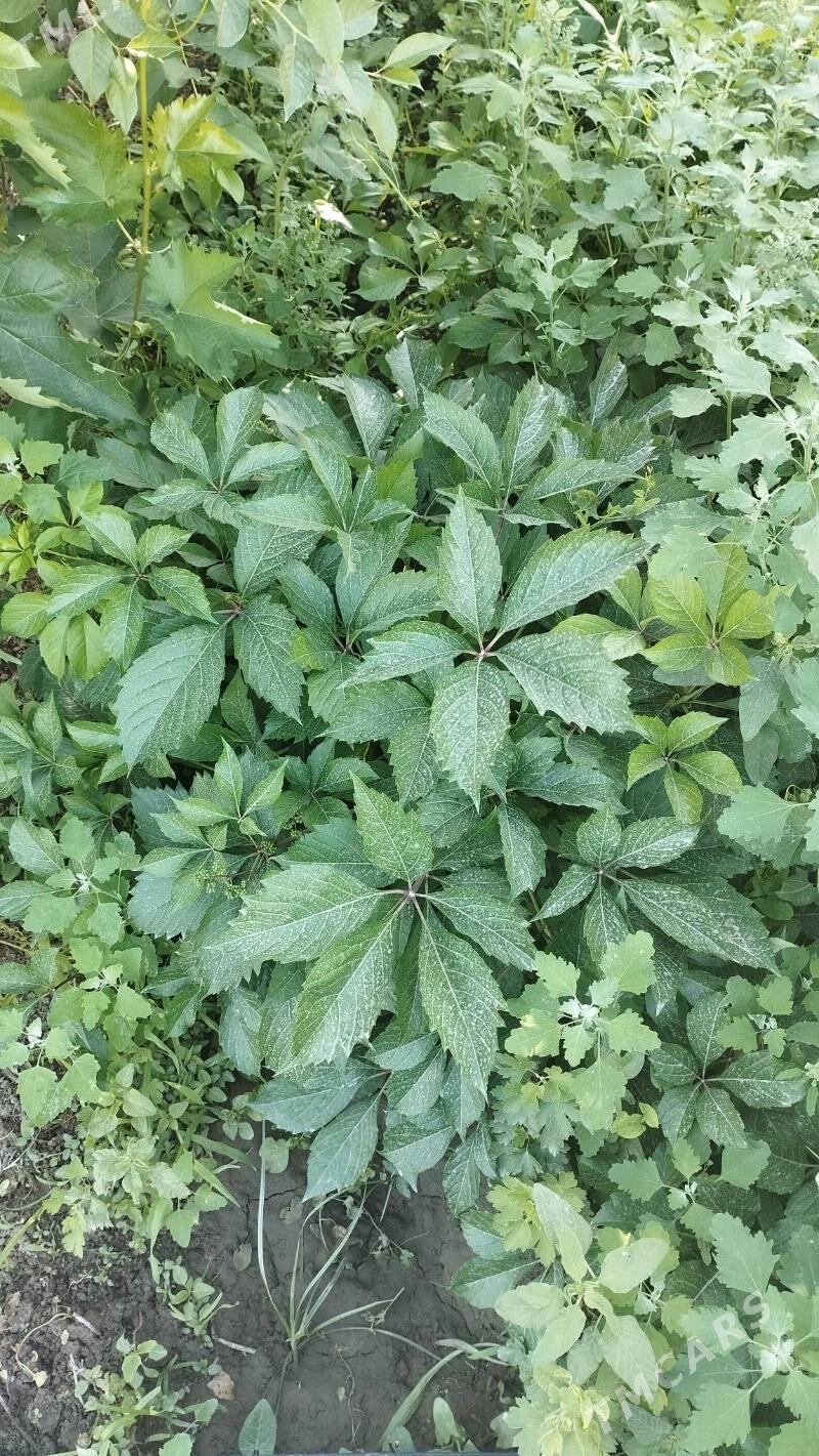 Dewicni winegrat - Кипджак - img 3