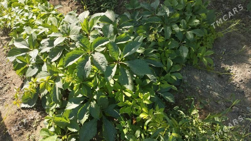 Dewicni winegrat - Кипджак - img 2