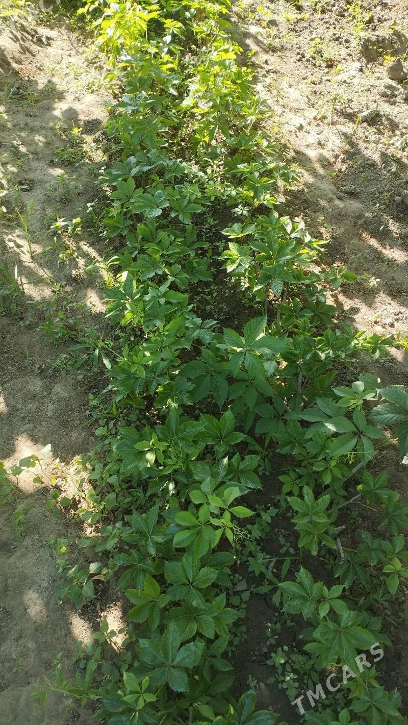 Dewicni winegrat - Кипджак - img 4