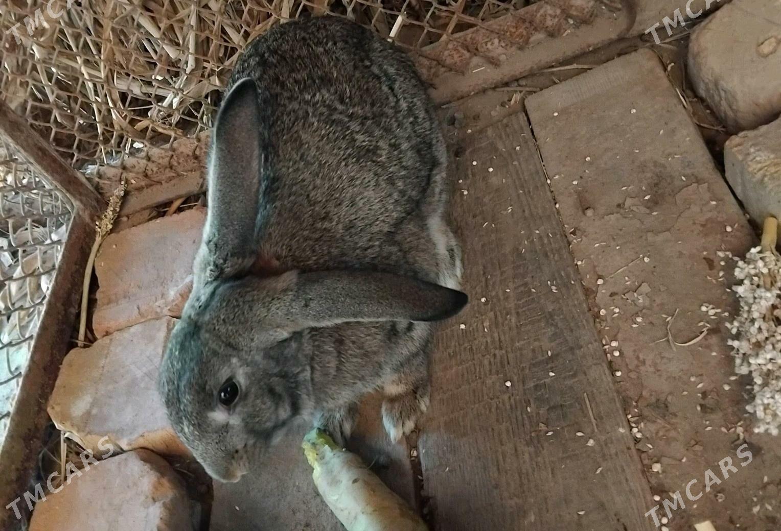 Tovşan - Daşoguz - img 2