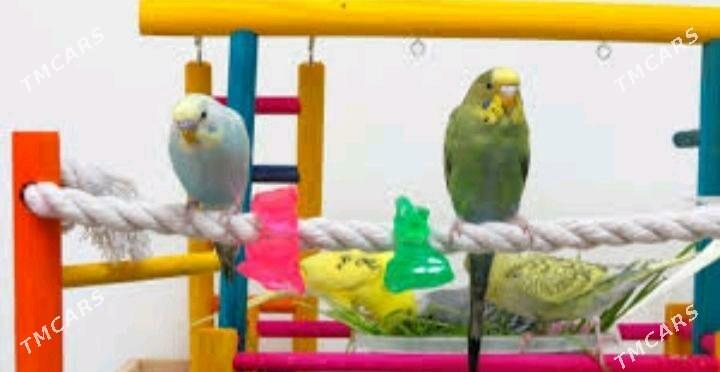 popugay gua setka - Aşgabat - img 4