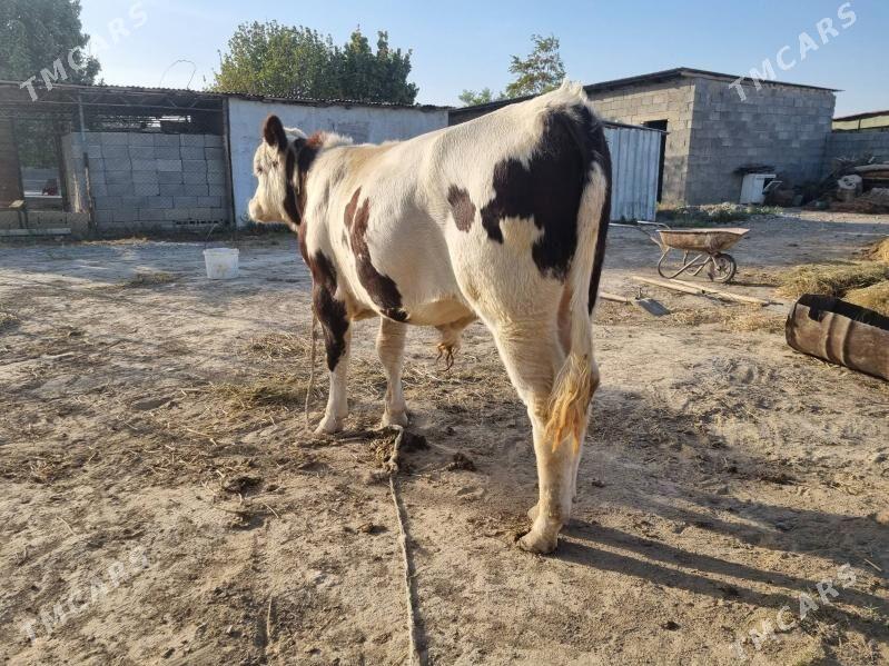 Smental okuz - Анев - img 2