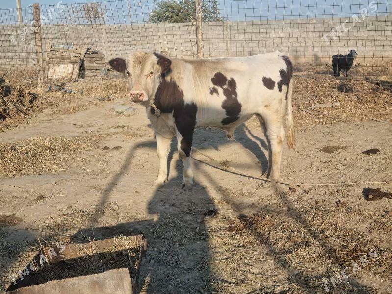 Smental okuz - Анев - img 3