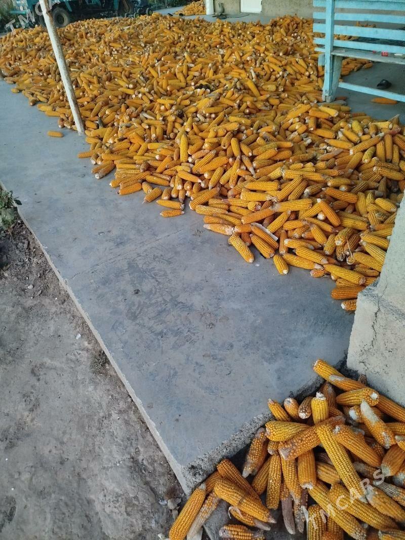 Mekge - Oguz han - img 2