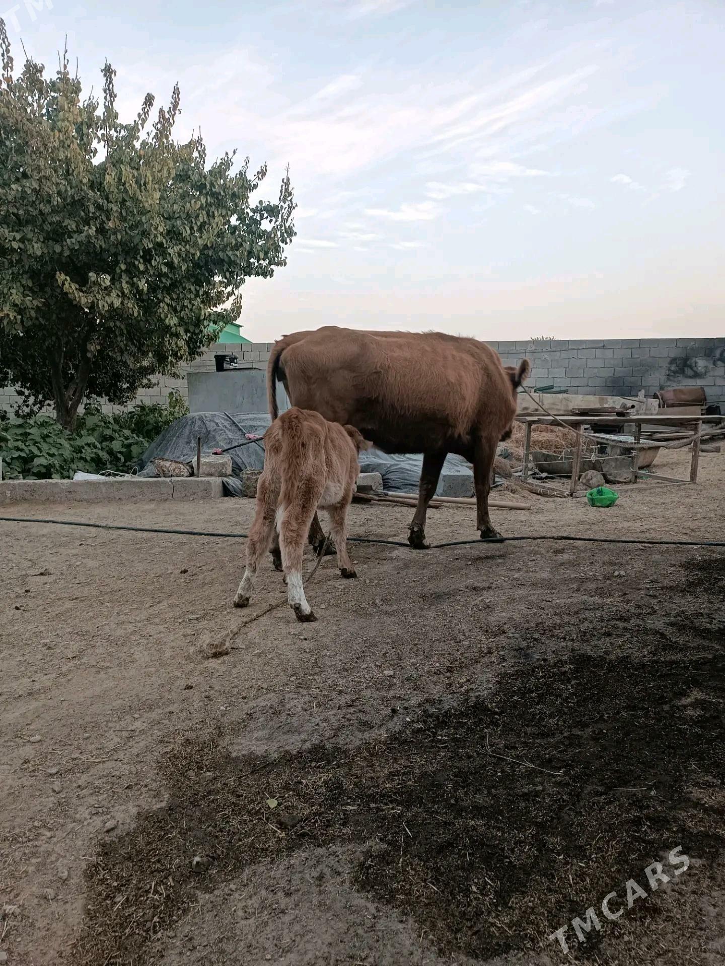 goleli sygyr - Gökdepe - img 4