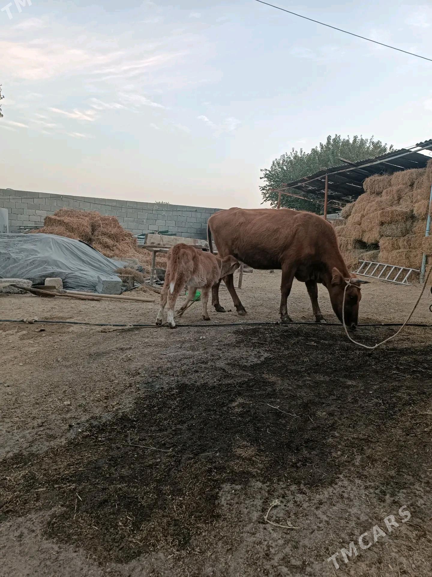 goleli sygyr - Gökdepe - img 2