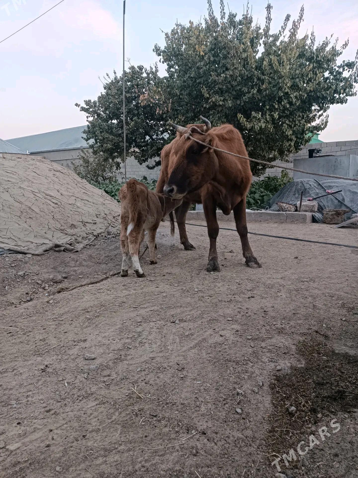 goleli sygyr - Gökdepe - img 1