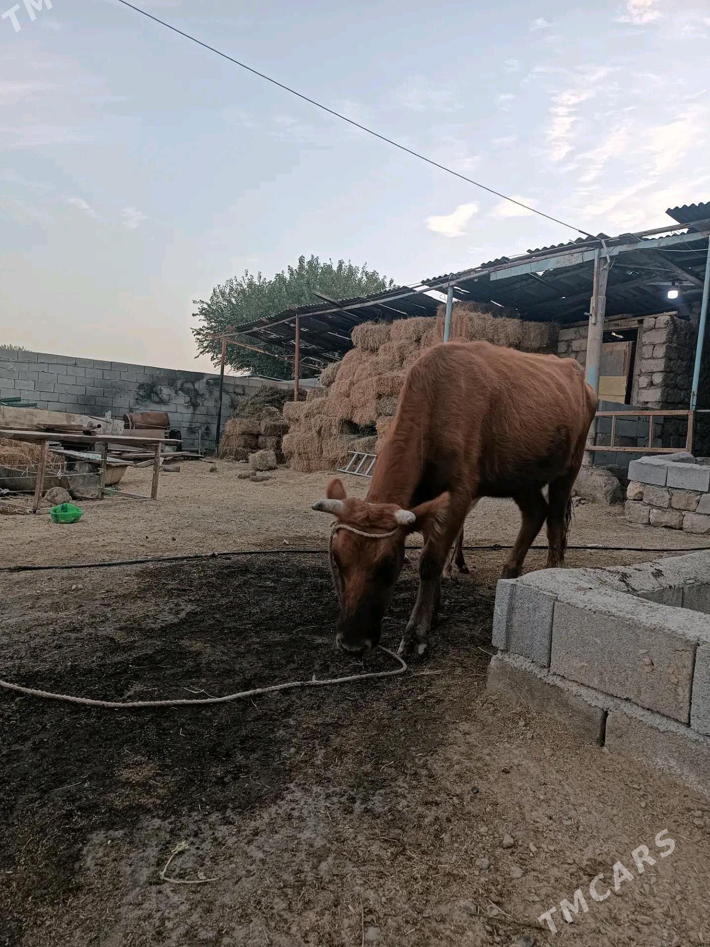 goleli sygyr - Gökdepe - img 3