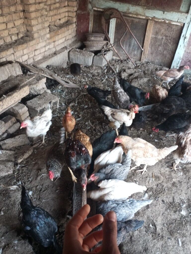 parodny towuklar - Çärjew - img 5