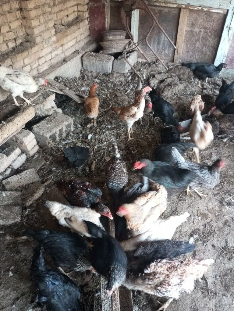 parodny towuklar - Çärjew - img 7