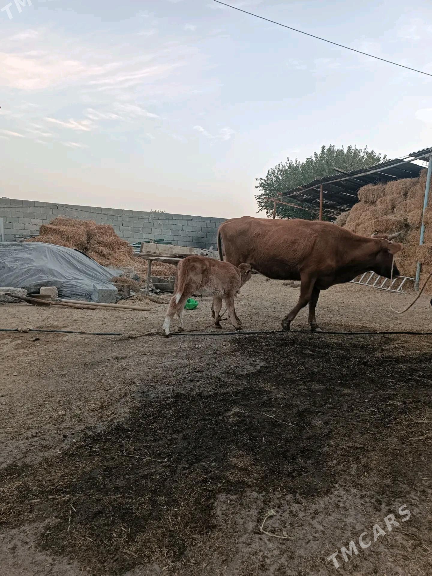 goleli sygyr - Gökdepe - img 5