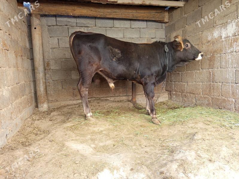 okuz - Бузмеин - img 1