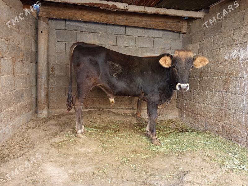 okuz - Бузмеин - img 3