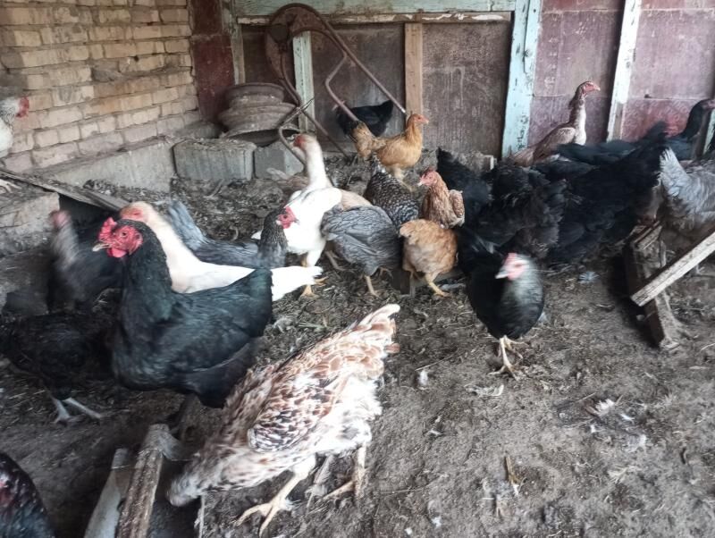 parodny towuklar - Çärjew - img 4