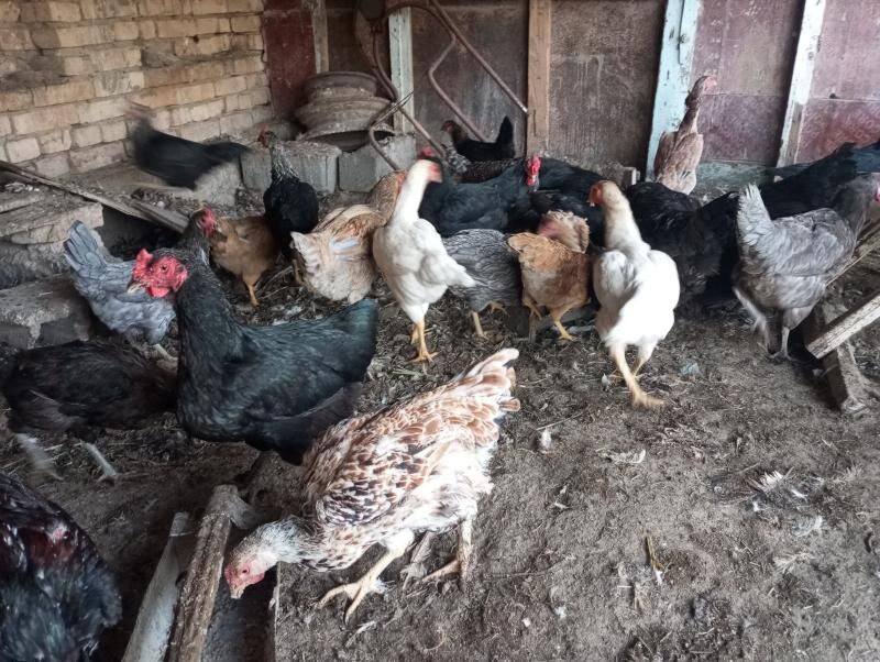 parodny towuklar - Çärjew - img 6