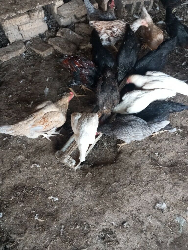 parodny towuklar - Çärjew - img 8