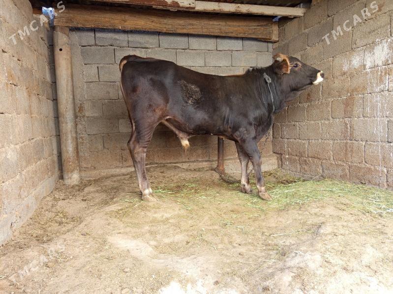 okuz - Бузмеин - img 2